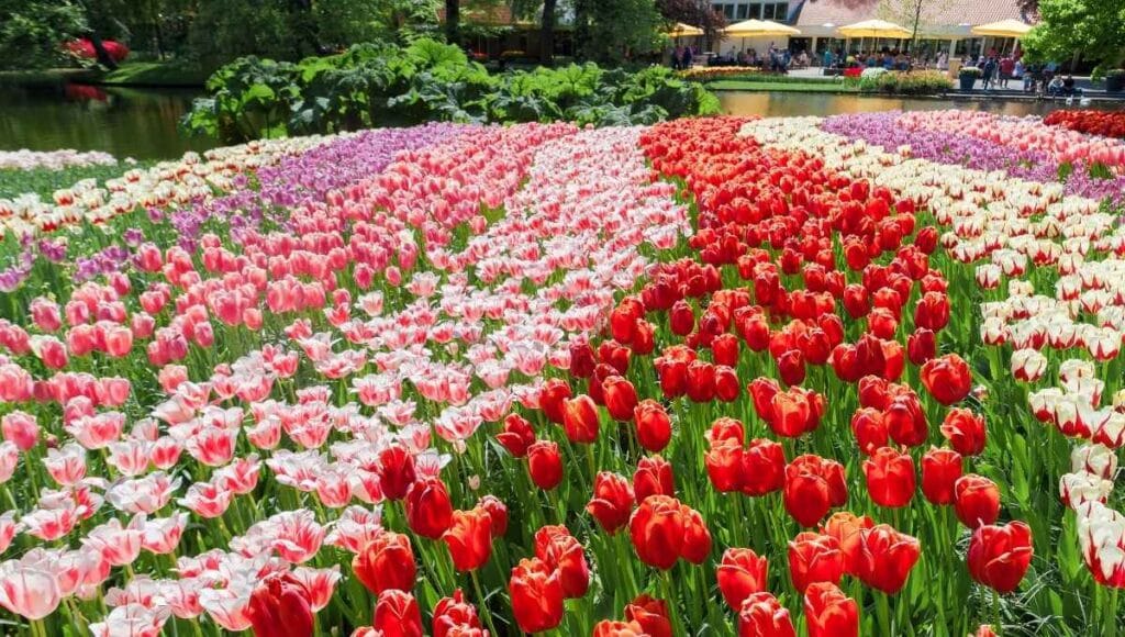 Amsterdam Tulip Festival