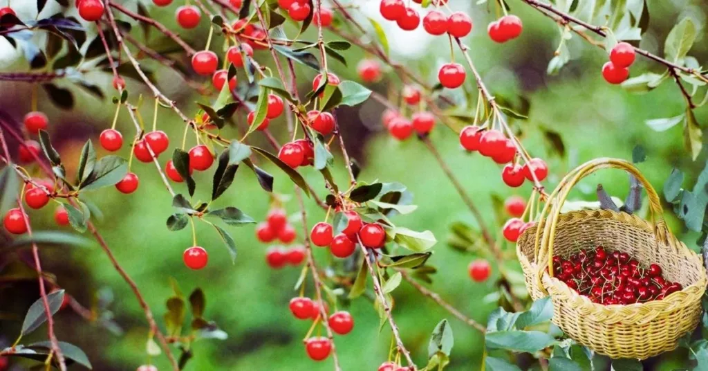 Barbados Acerola Cherry Tree