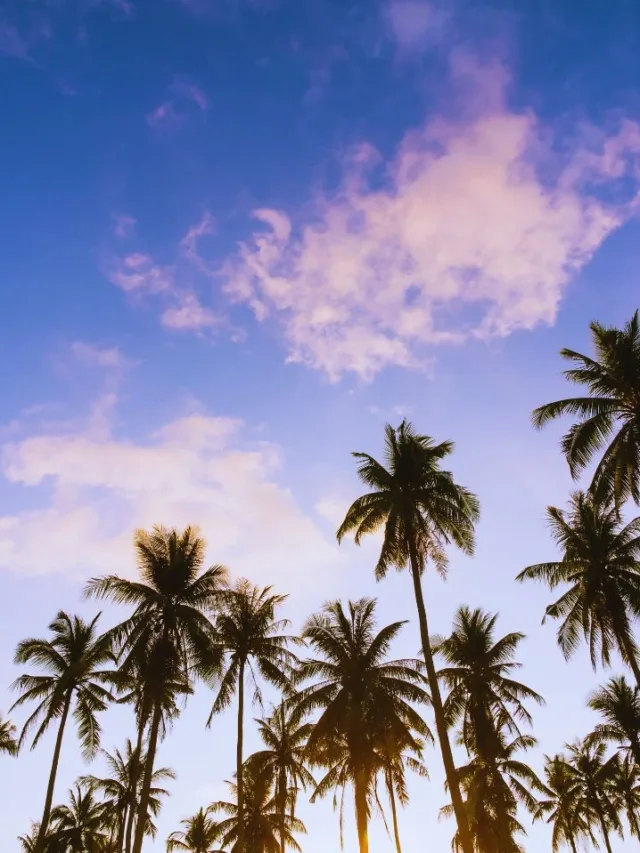 SANTA BARBARA